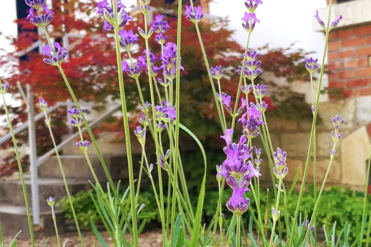 Charmante Maison Bourguignonne Avec Grand Jardin Et Parking 蒙巴尔 外观 照片